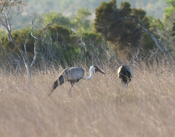 Wattled Crane
