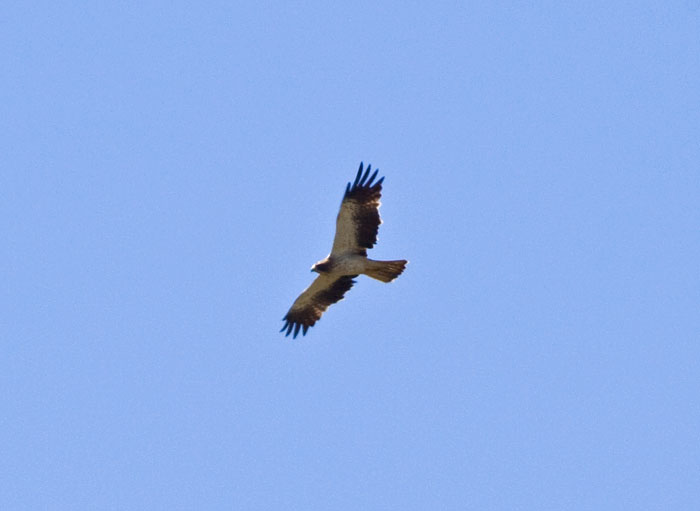 Booted EagleCanon 50D400mm focal length1/640 sec exposureF8ISO 200