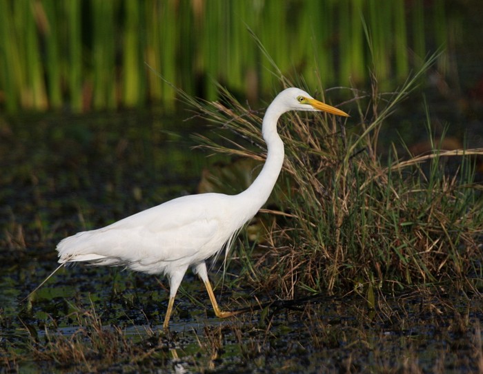 Yellow-billed Egret