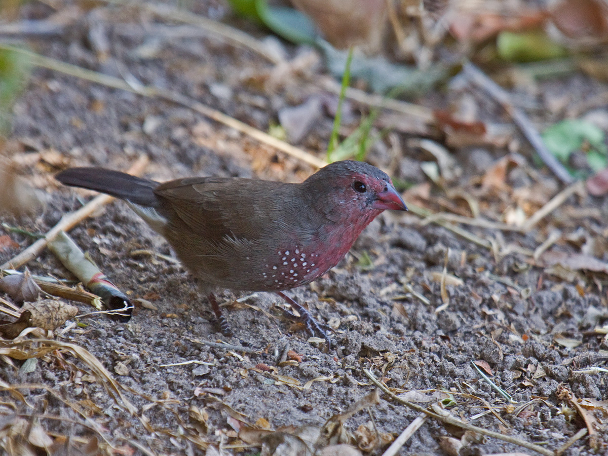 Brown Firefinch