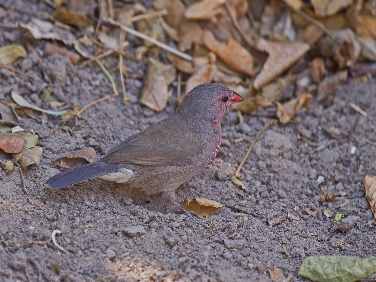 Brown Firefinch