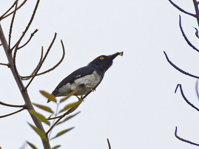 Black-and-white Flycatcher