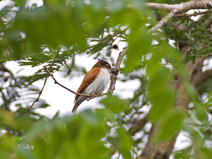 Black-and-white Flycatcher