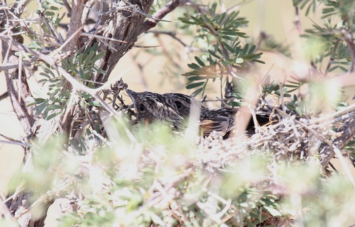 Chat Flycatcher