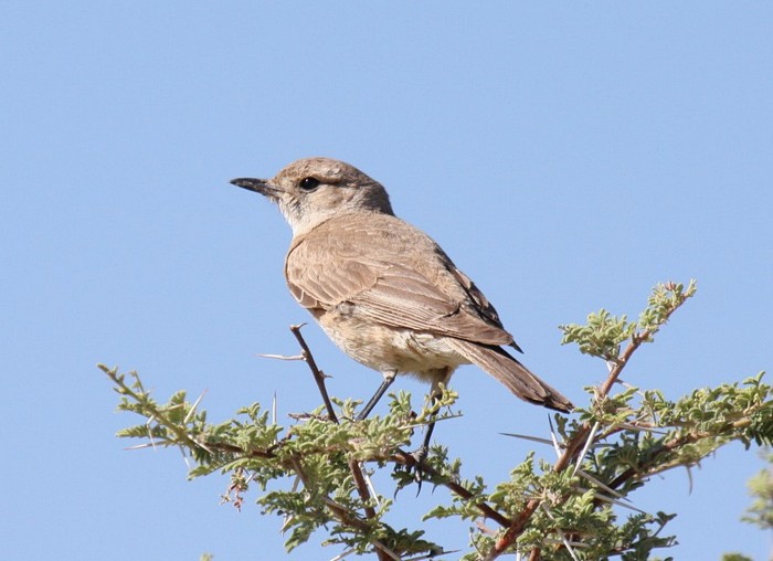 Chat Flycatcher