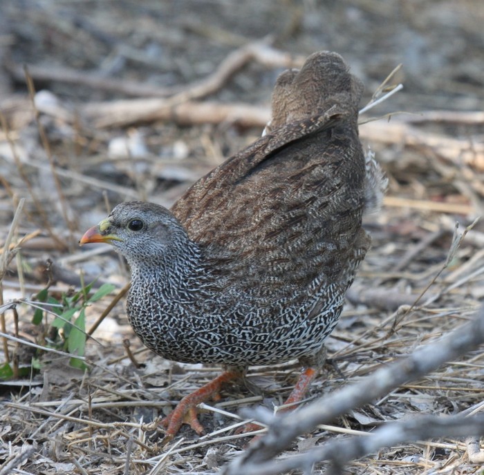 Natal Spurfowl