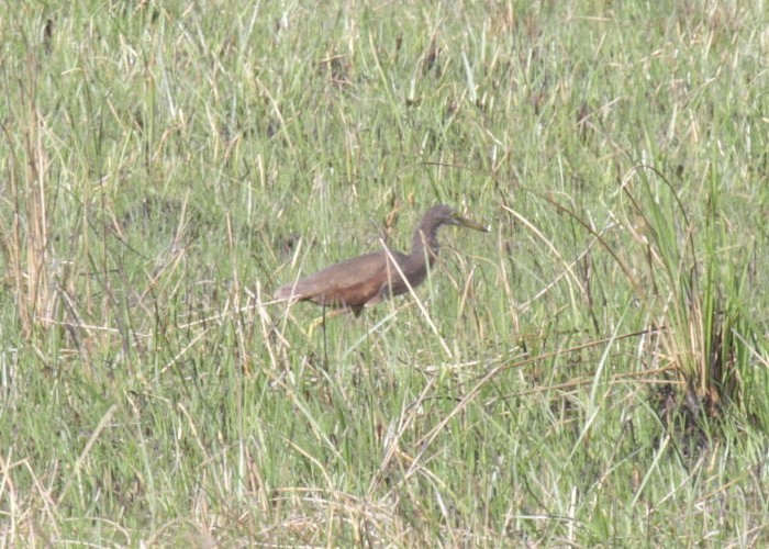 Rufous-bellied Heron
