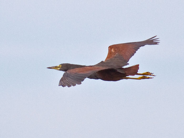 Rufous-bellied Heron