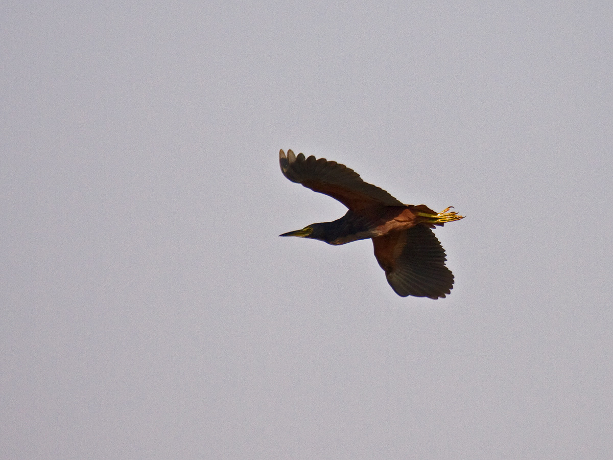 Rufous-bellied Heron