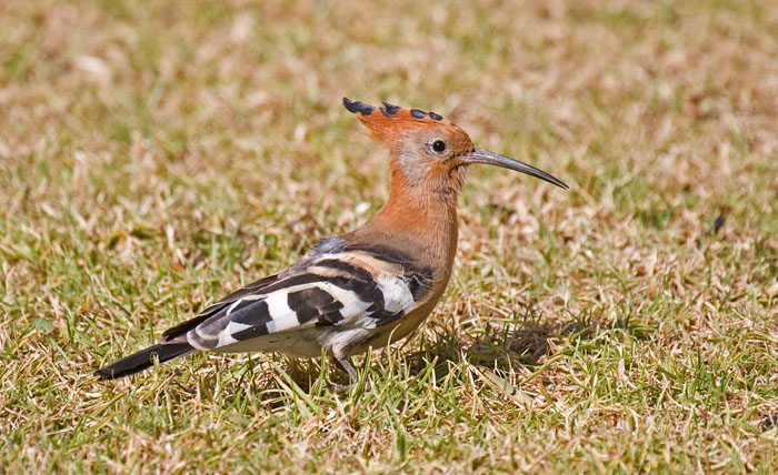 African Hoopoe