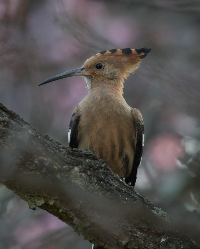 African Hoopoe