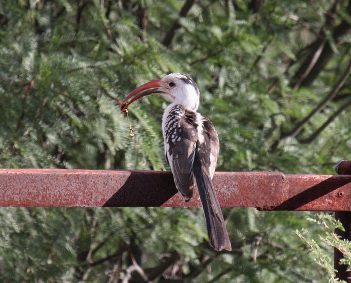 Damara Hornbill
