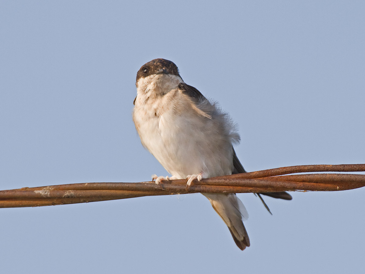 Common House-MartinCanon 7D600mm focal length1/500 sec exposureF7.1ISO 400