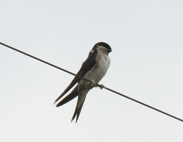 Common House-MartinCanon 40D400mm focal length