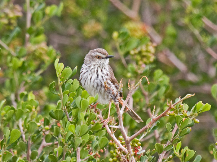 Karoo Prinia