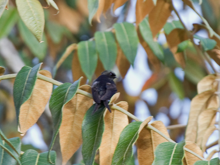Eastern Saw-wingCanon 7D600mm focal length1/100 sec exposureF7.1ISO 200