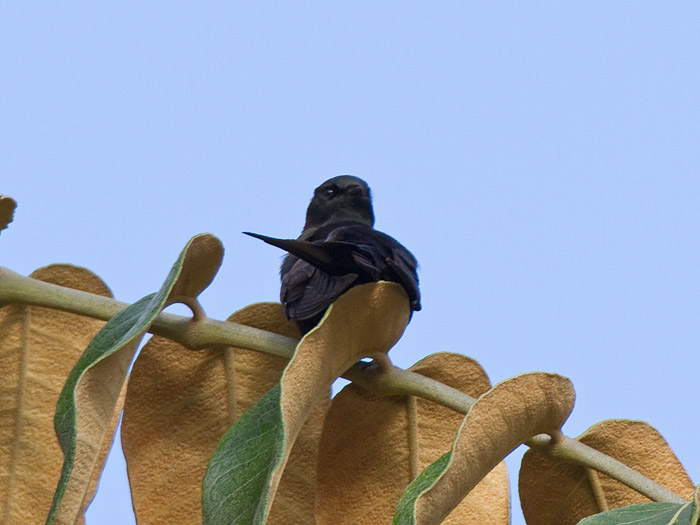 Eastern Saw-wingCanon 7D600mm focal length1/250 sec exposureF7.1ISO 200