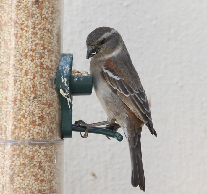 Cape Sparrow