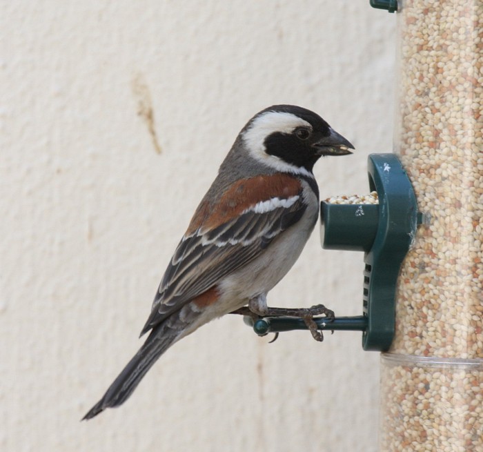 Cape Sparrow