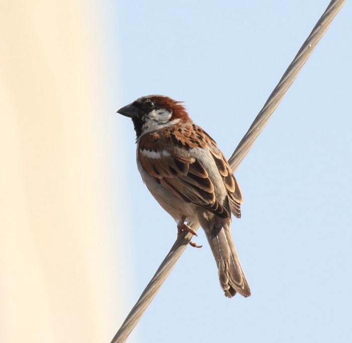 House Sparrow