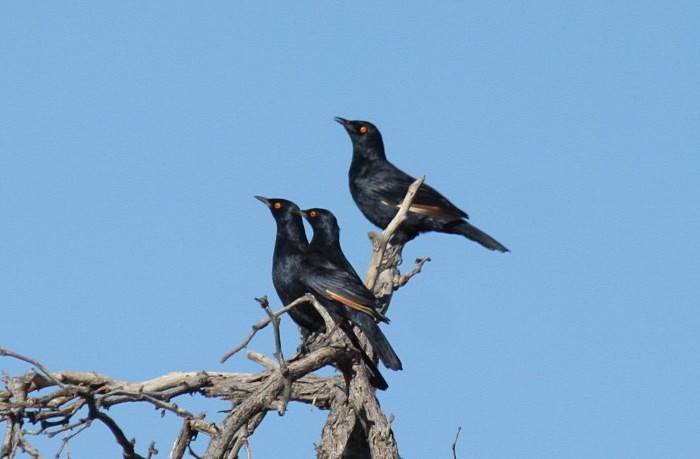Pale-winged Starling