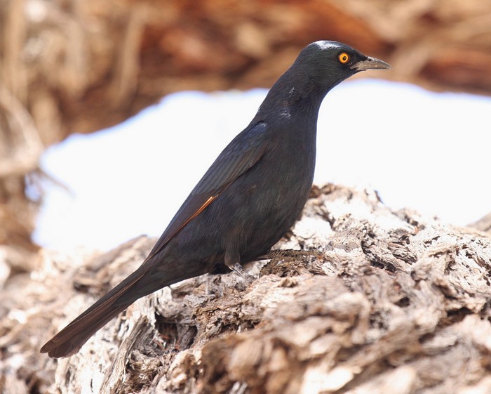 Pale-winged Starling