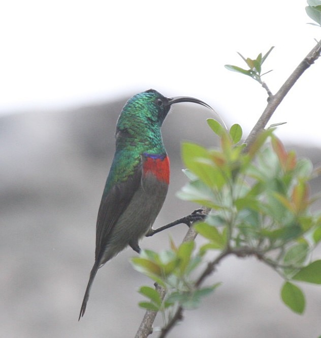 Greater Double-collared Sunbird