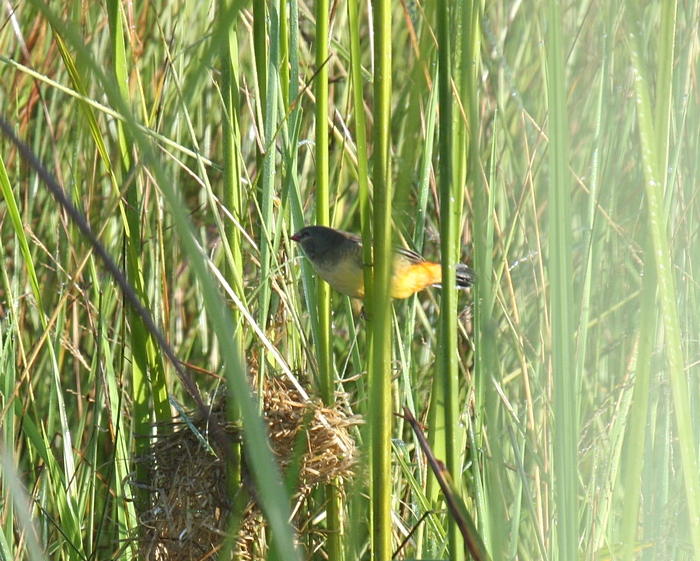 Orange-breasted WaxbillCanon 40D400mm focal length