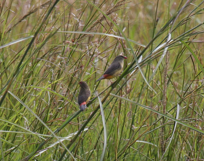 Orange-breasted WaxbillCanon 40D400mm focal length