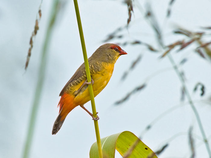 Orange-breasted WaxbillCanon 50D400mm focal length1/1600 sec exposureF7.1ISO 400