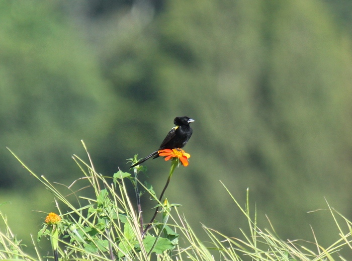 Yellow-mantled Widowbird