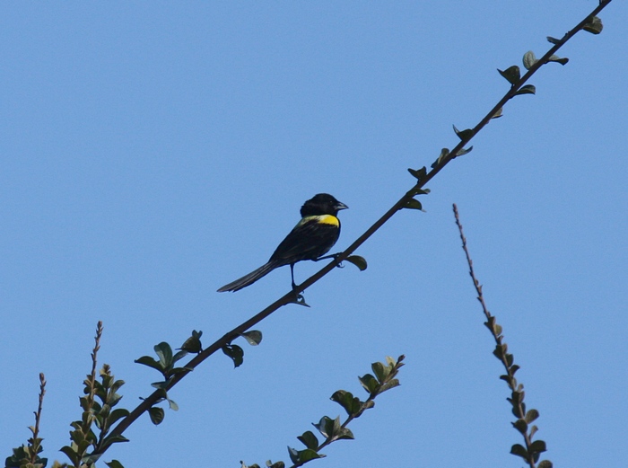 Yellow-mantled Widowbird